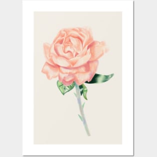 Peach Rose illustration Posters and Art